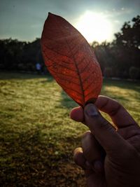 Close-up of person holding leaf