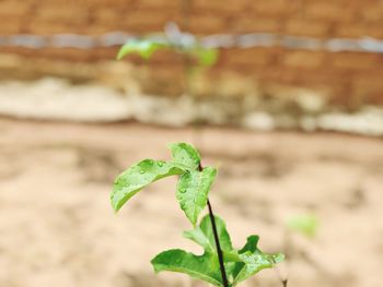 Close-up of small plant growing on field