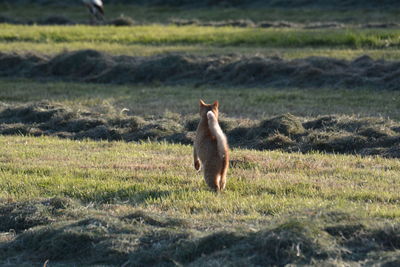 View of a cat on field