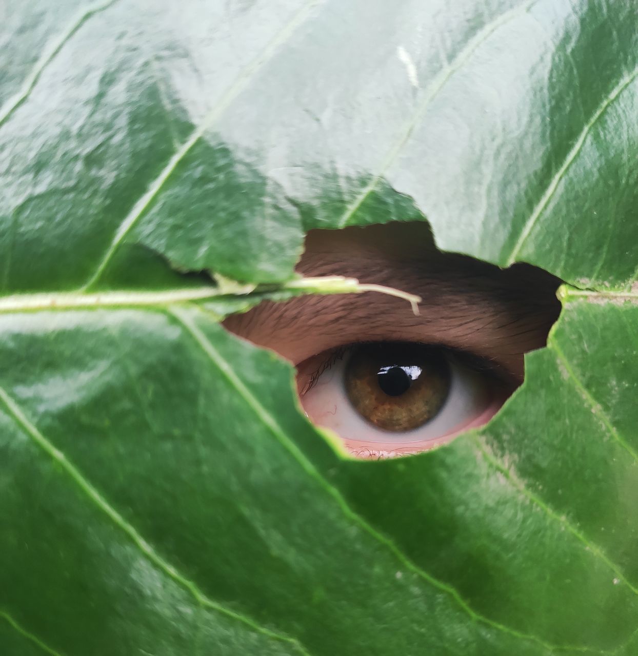 plant part, green color, leaf, close-up, human eye, eye, plant, nature, looking at camera, sensory perception, human body part, hole, growth, one person, leaf vein, body part, portrait, day, eyeball, outdoors, leaves, human face, eyelid