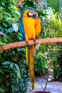 Close-up of a macaw perching on branch