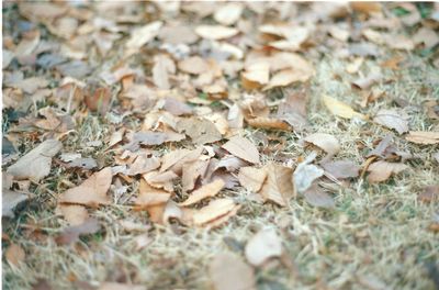 Autumn leaves on field