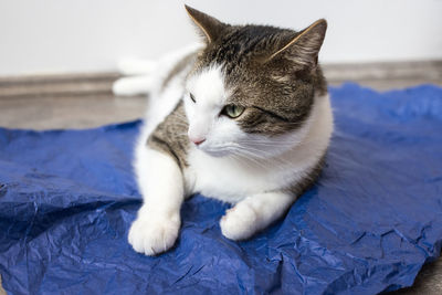 Happy domestic cat on blue packing paper with paws tucked, closeup