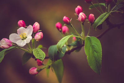 Close-up of pink flowers