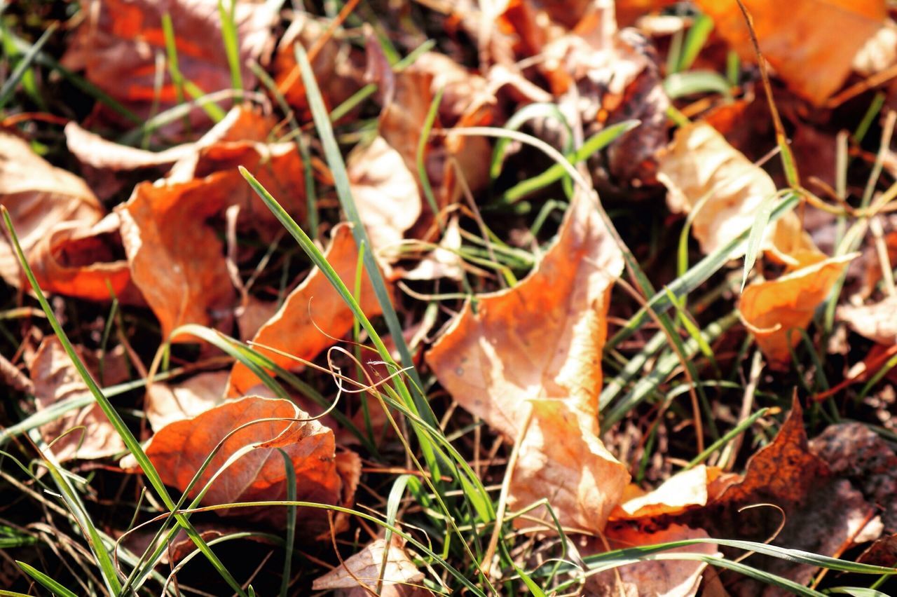 dry, autumn, leaf, change, mushroom, grass, close-up, field, fungus, nature, brown, high angle view, leaves, focus on foreground, toadstool, season, fallen, forest, fragility, selective focus