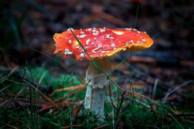 Close-up of fly agaric mushroom on field