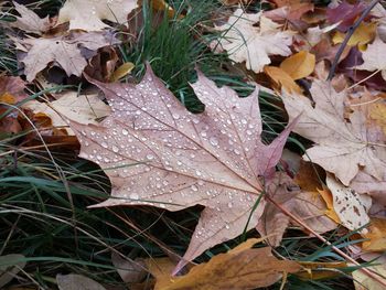 High angle view of maple leaves