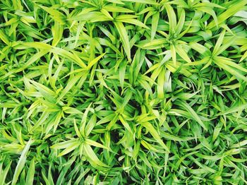 Full frame shot of fresh green plants