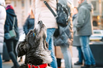 Dog with ukraine flag painted on face looking up at anti-war protest