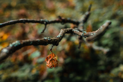 Close-up of dried plant