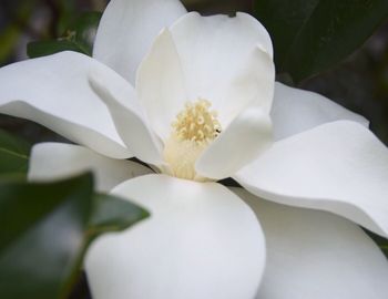 Close-up of white flowers