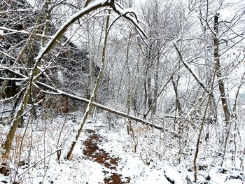 Bare tree branches during winter