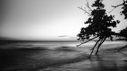 Silhouette tree on beach against clear sky