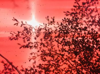 Low angle view of silhouette plants against sky during sunset