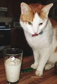 Close-up portrait of a cat drinking glass on table