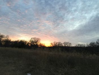 Trees on field against sky at sunset