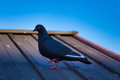 Close-up of bird perching on wood against blue sky