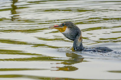 Duck swimming in lake