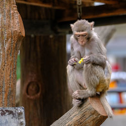 Close-up of monkey against blurred background