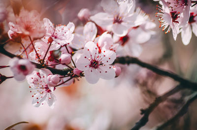 Close-up of pink cherry blossom