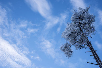 Low angle view of tree against blue sky