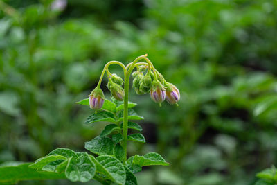 plant