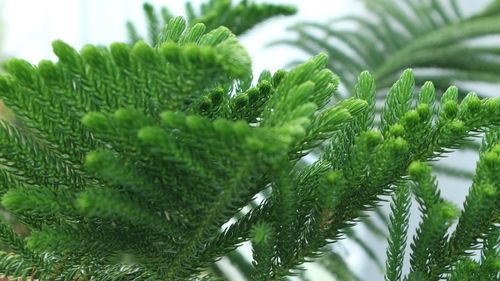 Close-up of pine tree leaves