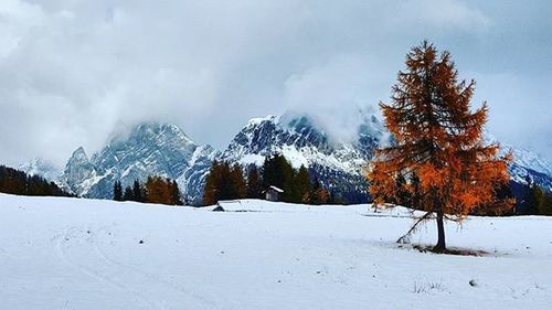 Snow covered landscape