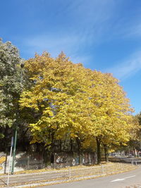 Trees on field against sky during autumn