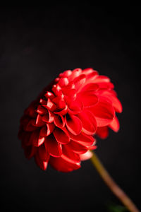 Close-up of red rose against black background