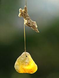 Close-up of butterfly on yellow flower