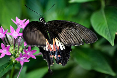 Close-up of butterfly on purple flower