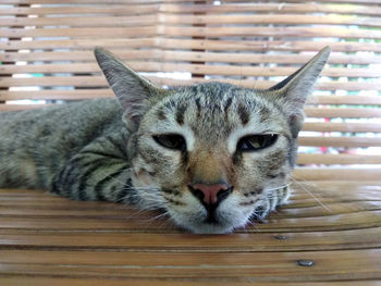 Close-up portrait of a cat