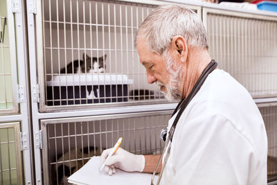 Senior vet filling in documents at cage with cats