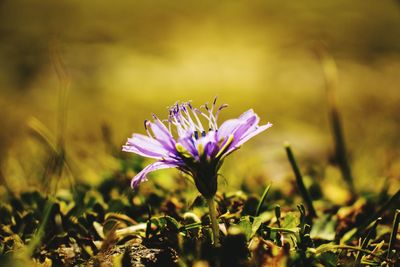 Close-up of purple crocus flowers on field