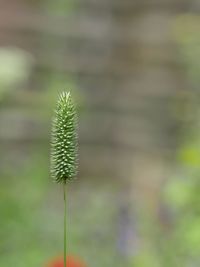 Close-up of flowers against blurred background