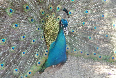 Close-up of peacock