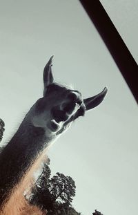 Low angle view of horse against sky