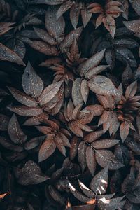 Brown plant leaves in the nature in autumn season