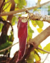 Close-up of lizard on branch