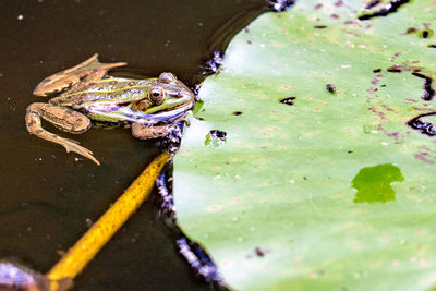 Close-up of frog in pond