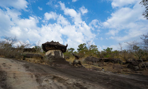 View of an animal on land