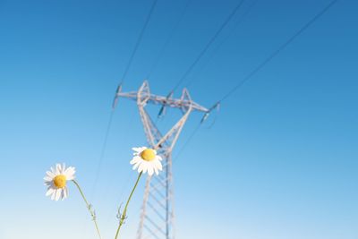 Low angle view of flowering plant against clear blue sky