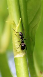 Close-up of ant on plant stem