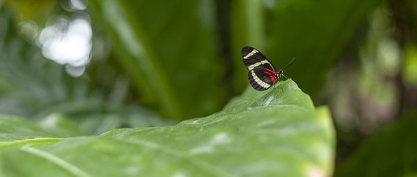Close-up of butterfly on leaf