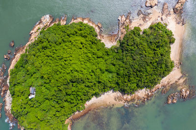 High angle view of sea and trees