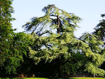 Low angle view of trees against sky