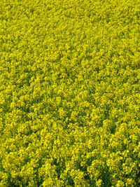 Full frame shot of fresh yellow flower field - canola