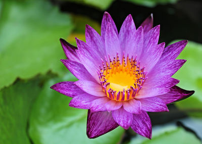 Close-up of purple water lily