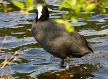 Close-up of duck in lake